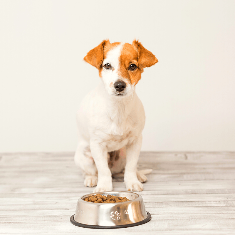 Who Invented Dog Kibble