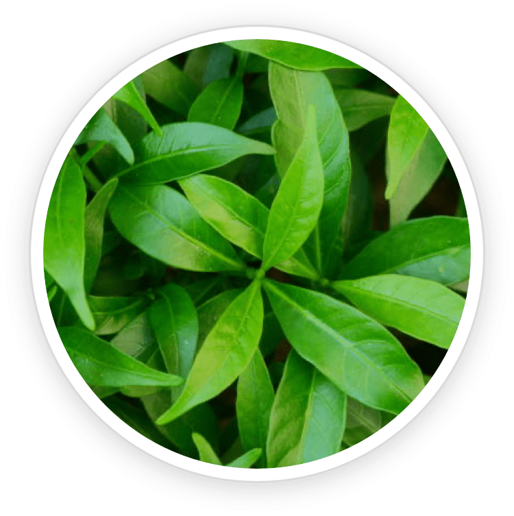 PurpleBurn Dr Mark Nutrients