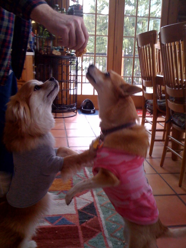 How do you feed your pets? Dr. Marty Becker