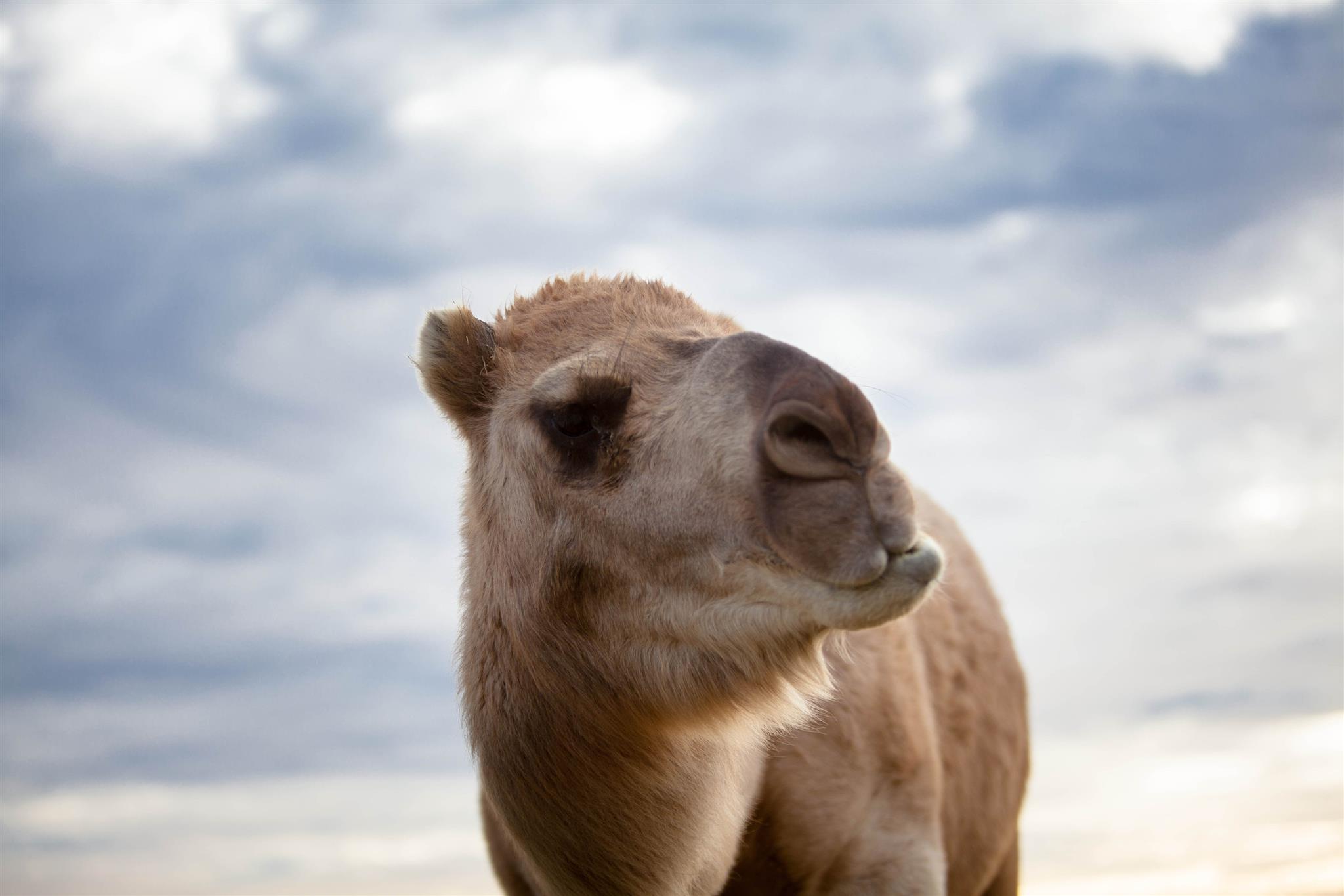 Camel’s Milk???—A low allergenic alternative to cow’s milk Steven