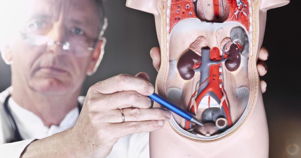 Was macht die Blase? Funktion und Lage der Blase