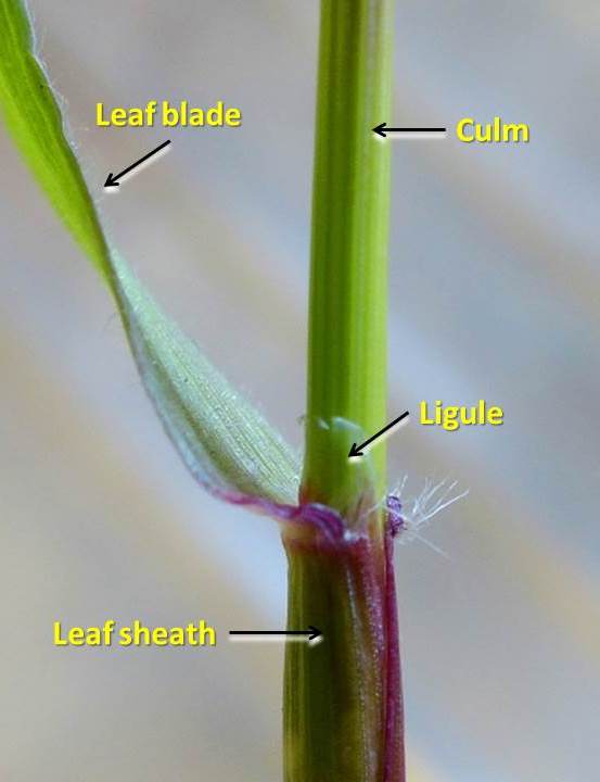 Anthoxanthum odoratum (Sweet Vernalgrass) Dr M Goes Wild