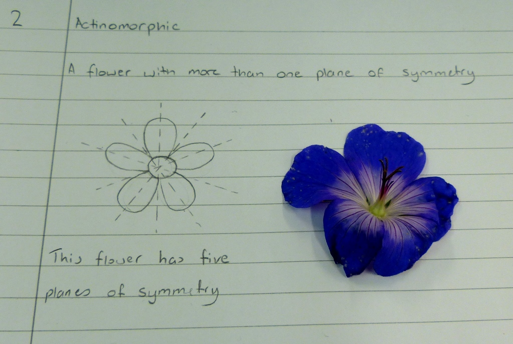 actinomorphic Dr M Goes Wild