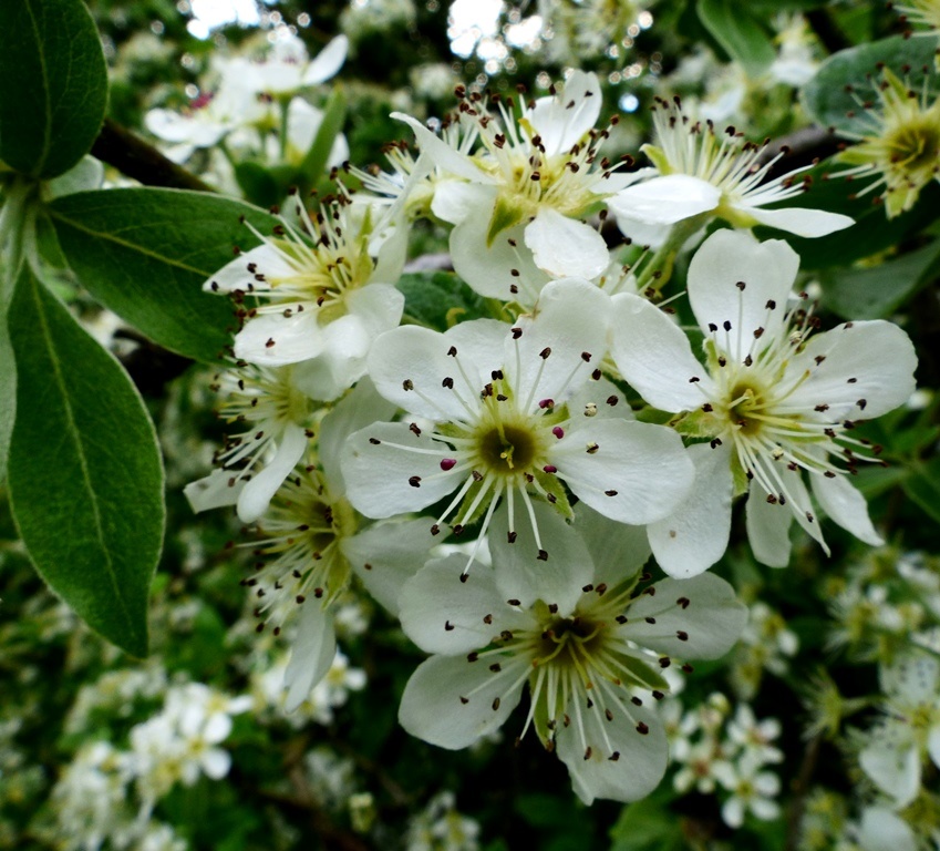 PEAR BLOSSOM Dr M Goes Wild