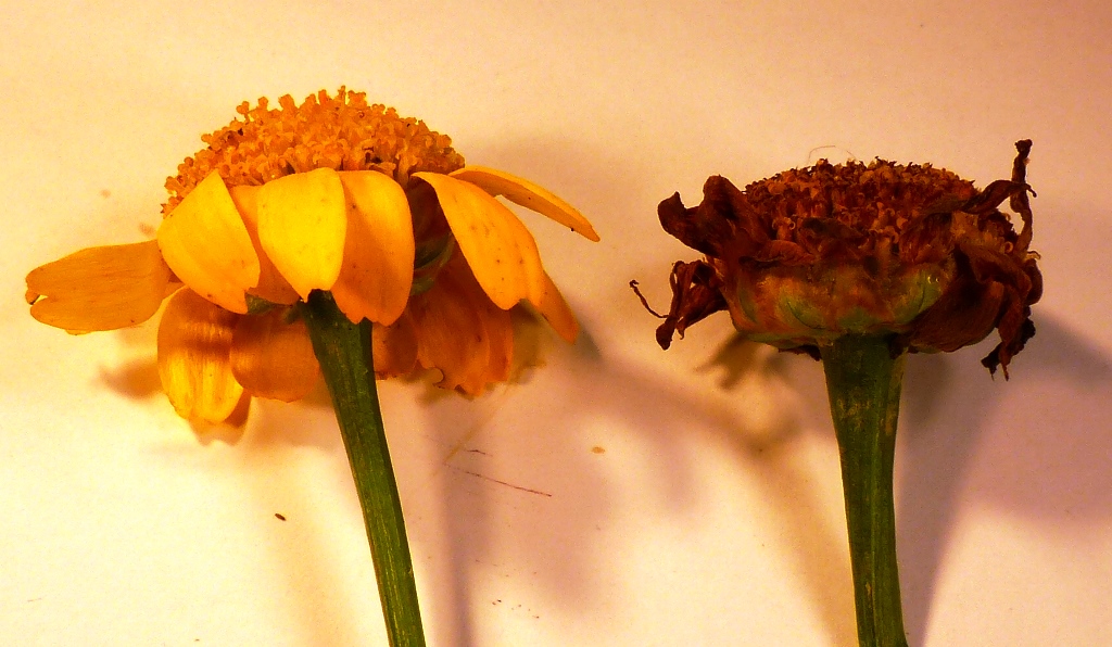 Corn Marigold Dr M Goes Wild