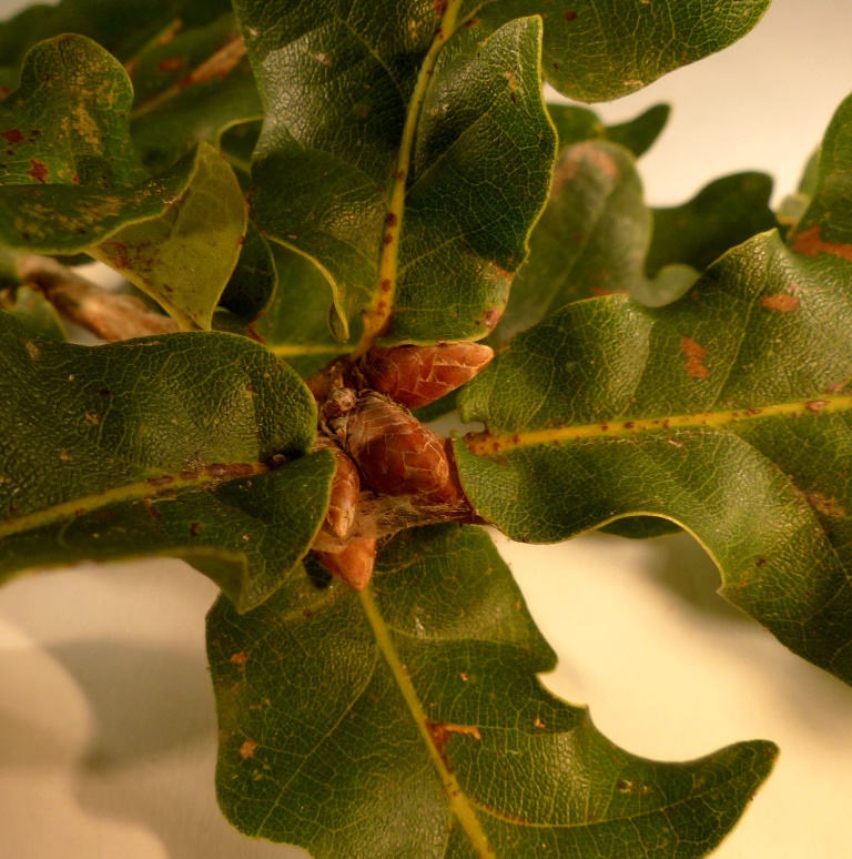 Oak buds Dr M Goes Wild