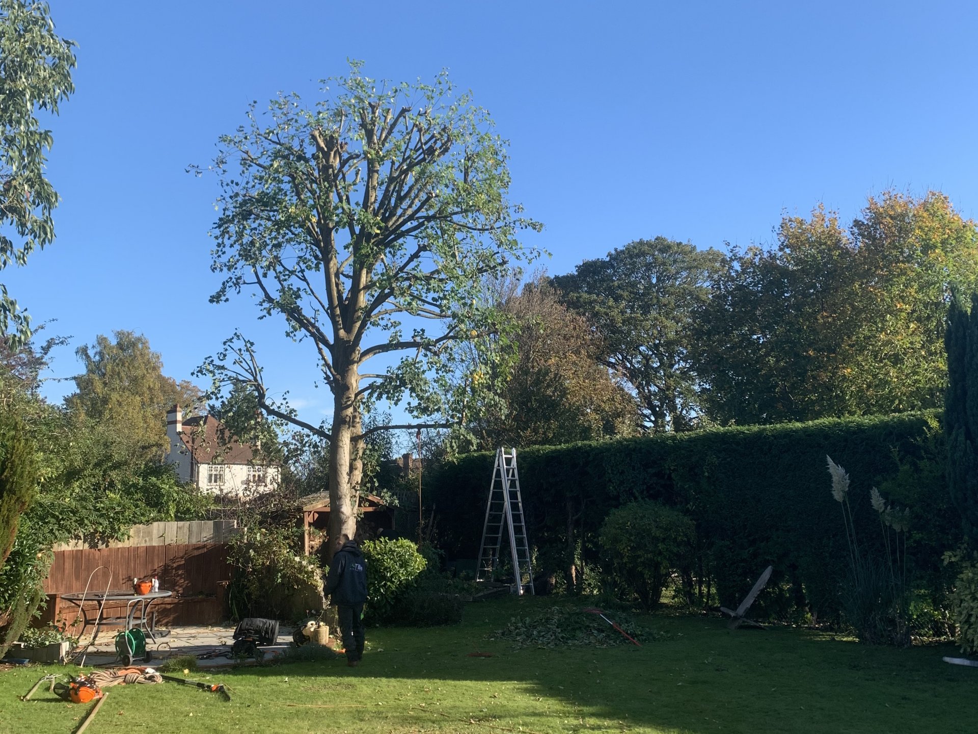 Crown Reduction services in Colwyn Bay