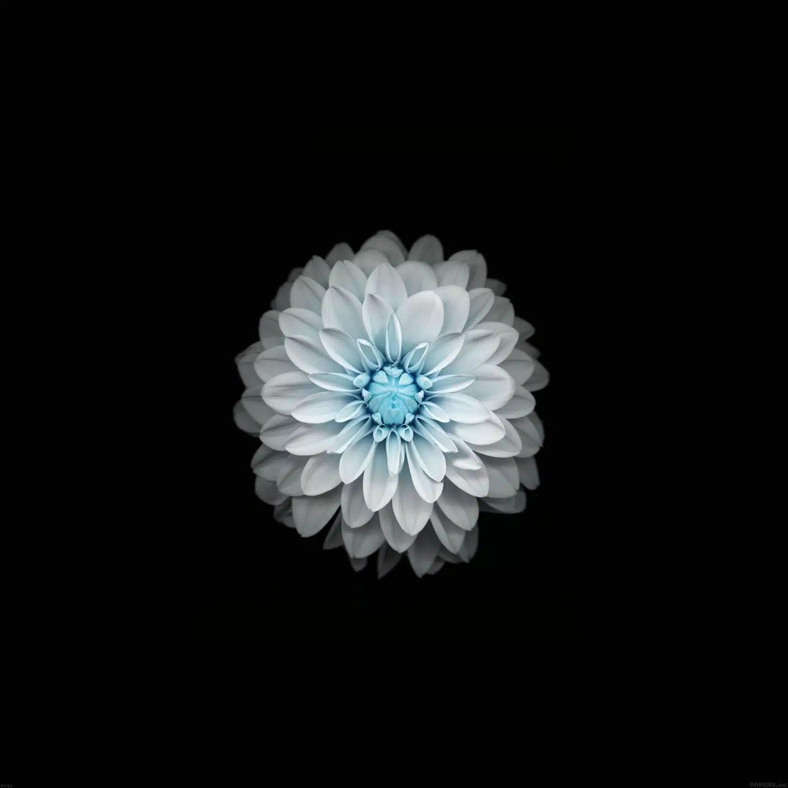 Fleur blanche fond d�écran Android HD