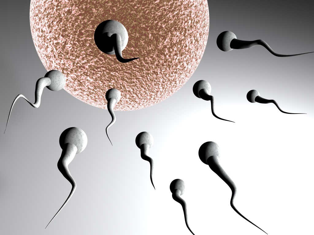 Date ovulation calculer date d'ovulation