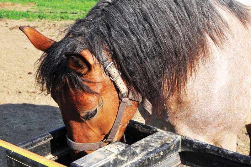 Boost Equine Horse Energy Level Dromedary Ville