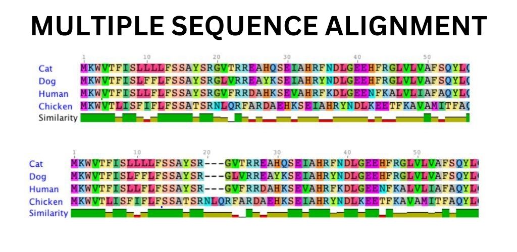 Multiple Sequence Alignment Technique DrOmics Labs