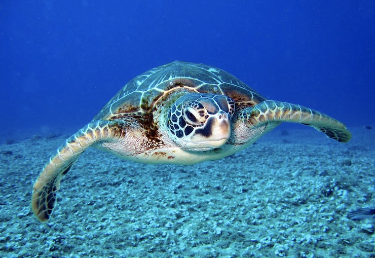 Researchers Using Drones to Count and Track Green Sea Turtles on Raine