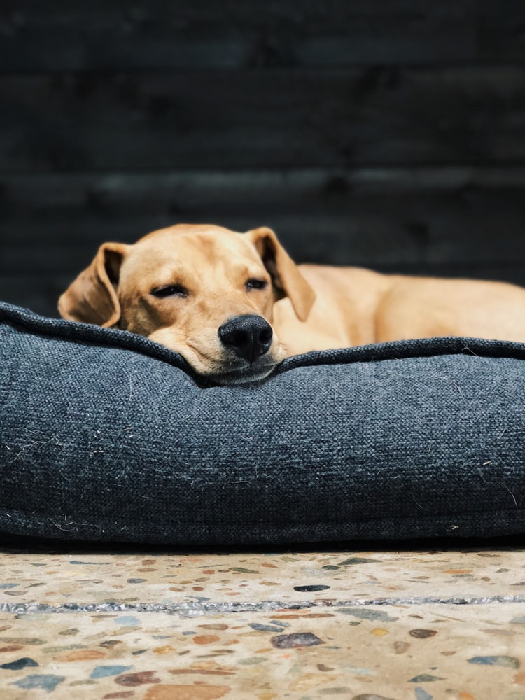 How To Get Dog Urine Smell Out of Couch After It Has Dried (Helpful Tips)