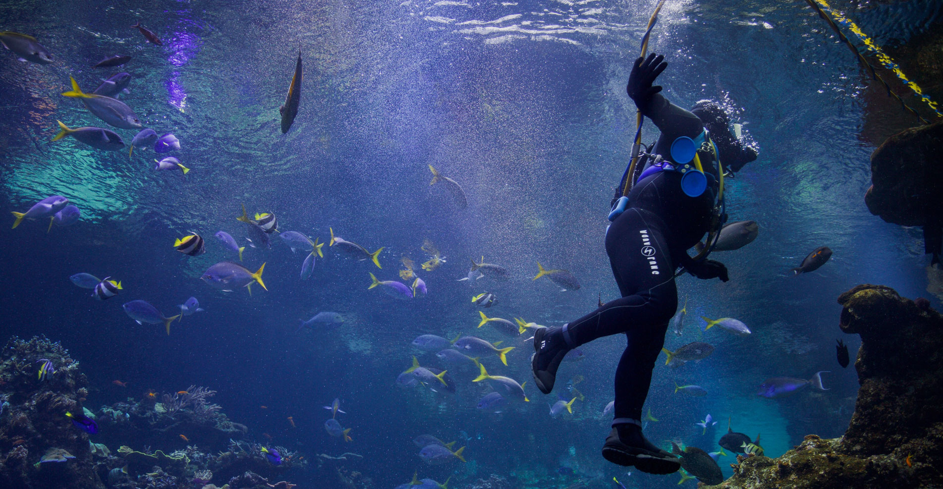 DROP DIVE MALDIVES RASDHOOUKULHAS Life Begins Underwater