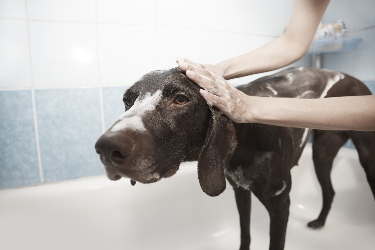 How Often Can You Bathe a Dog?