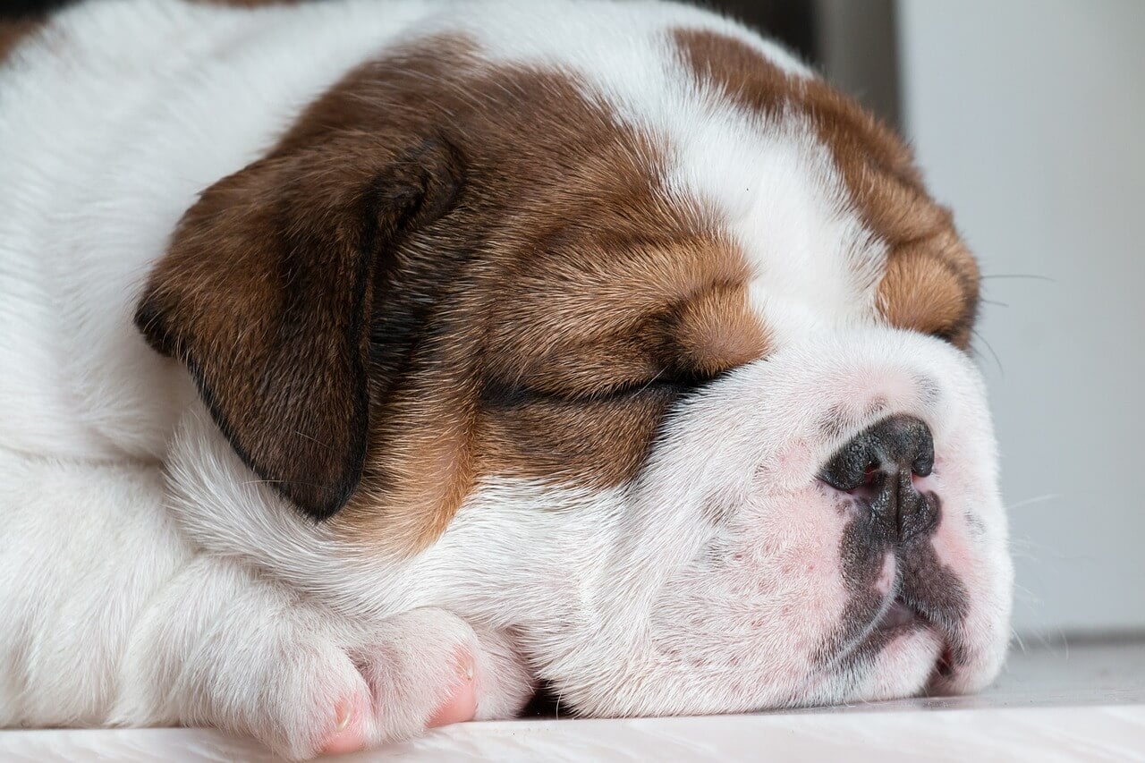 How Many Hours Do Dogs Sleep in a Day?