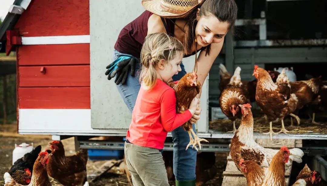 15 Best Gifts For Chicken Lovers 2024 The Chicken Coop Company