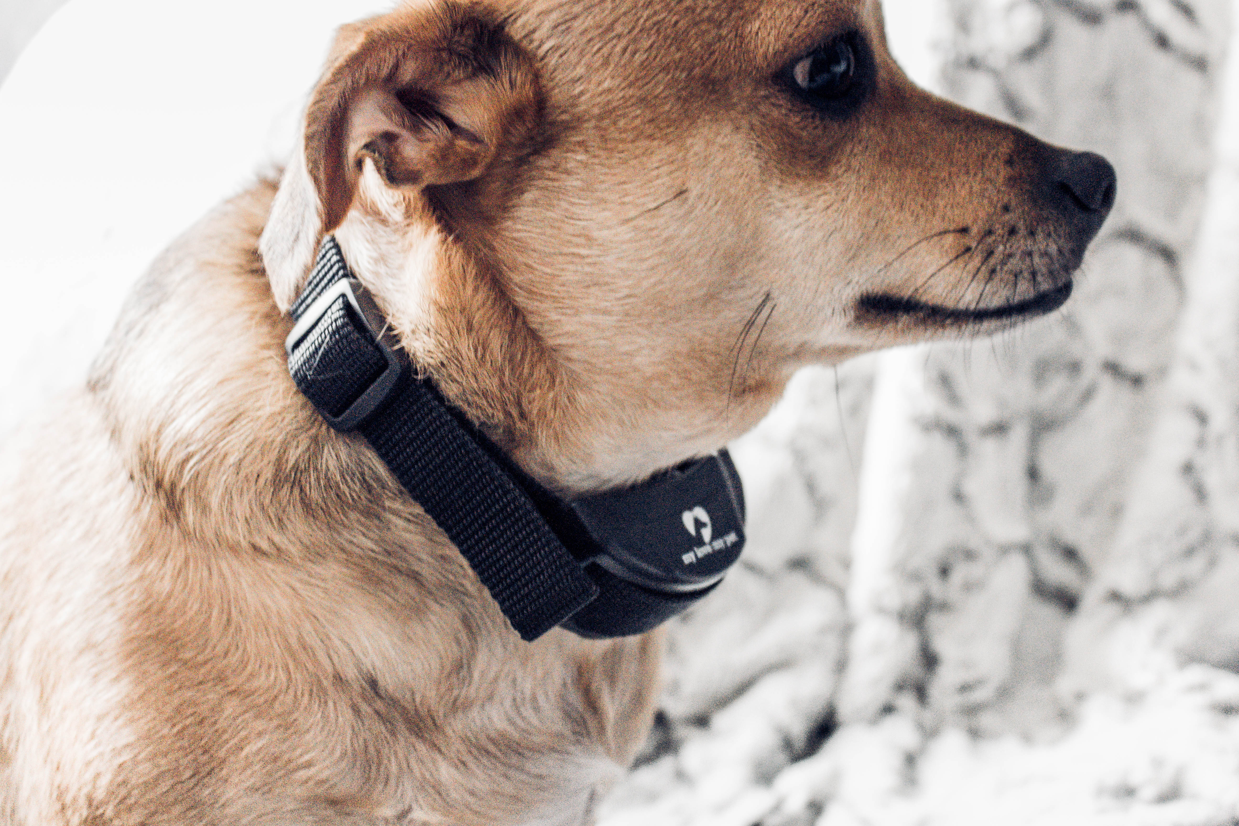 No Bark Collars, Do They Really Work?