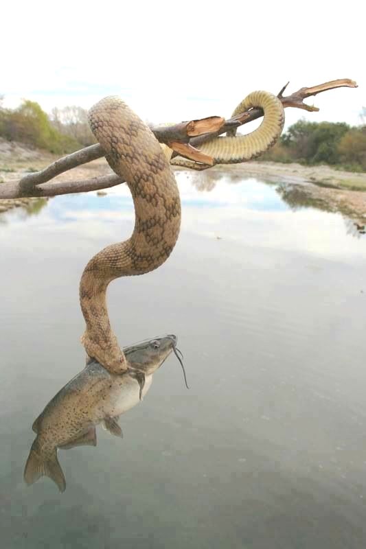 Can snakes catch fish? Drowning Worms