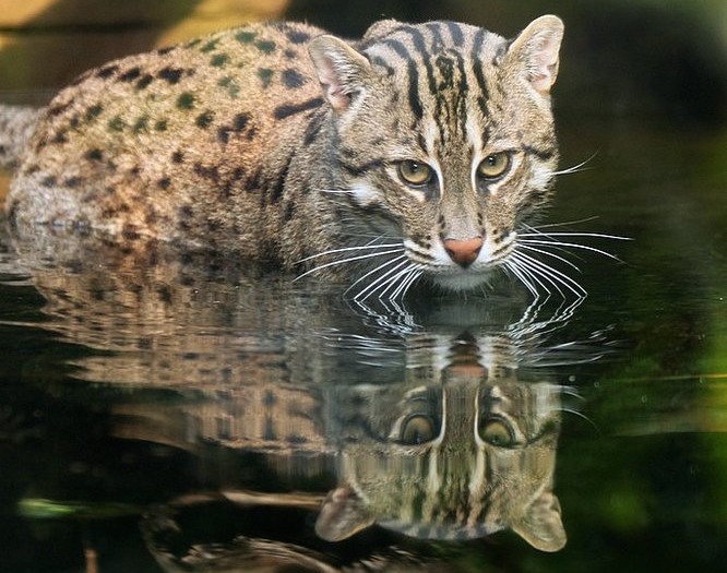 20 of nature's finest anglers Drowning Worms