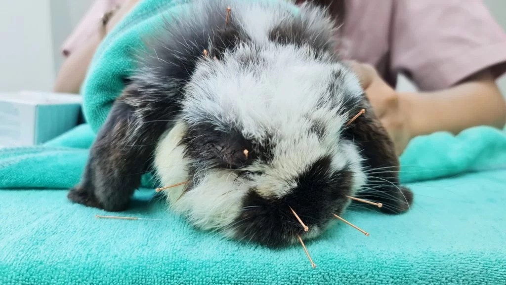 Pet Acupuncture in Singapore Dr Paws Vet Care Pets Health