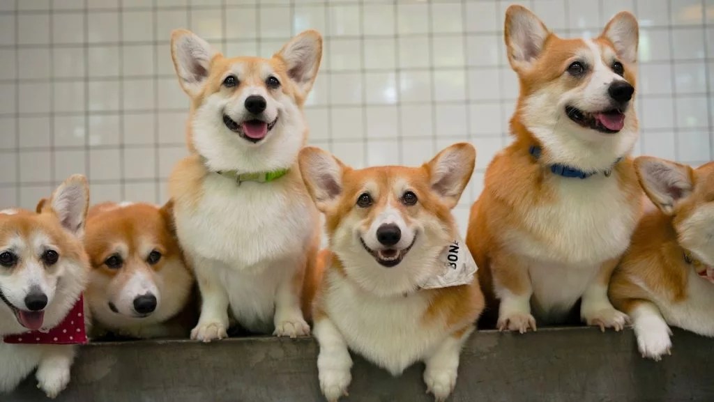 House Call for Pets in Singapore Dr Paws Vet Care Dr Brenda