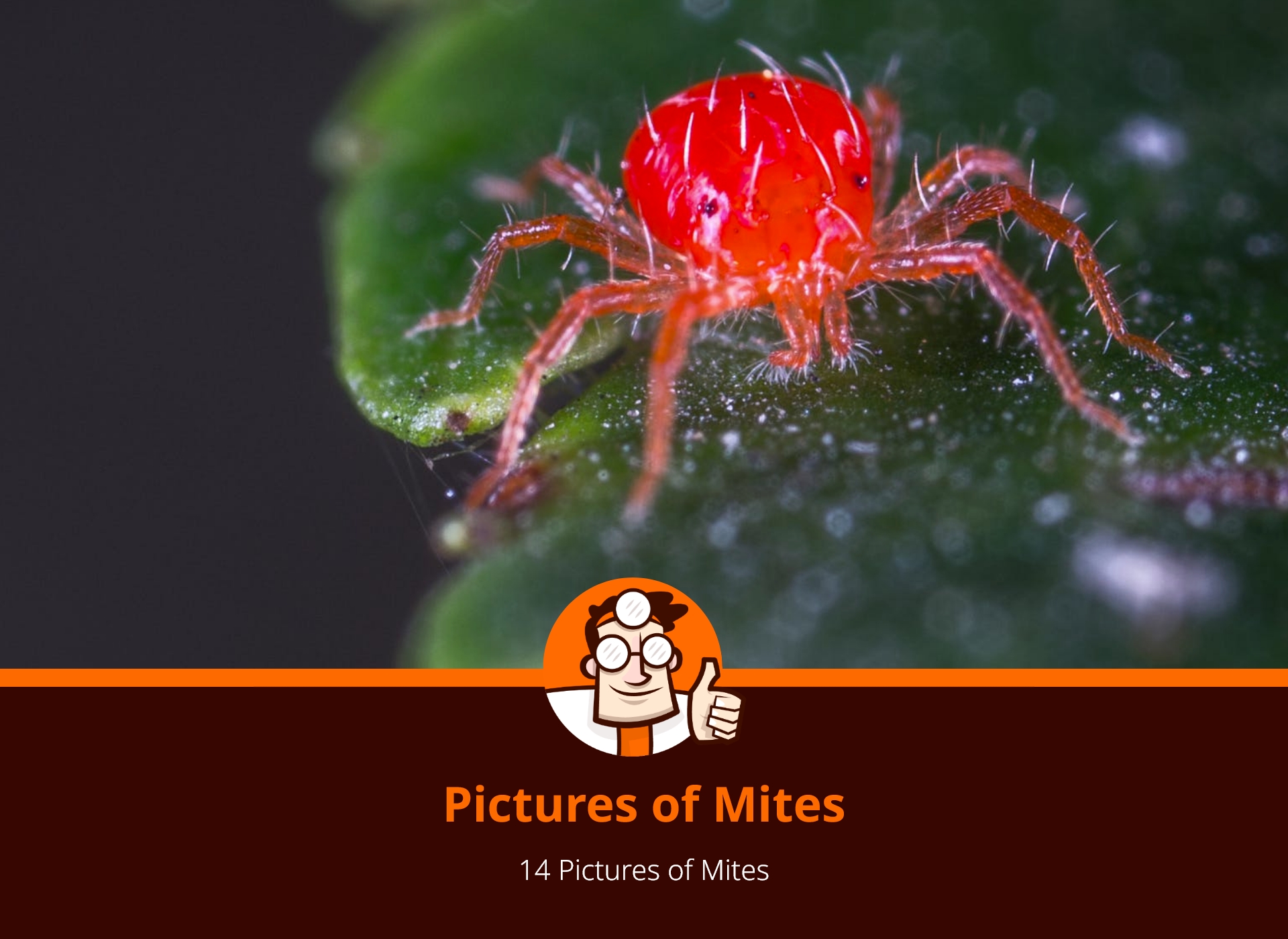 Help With Identifying Mites Mite Pictures Doctor Pest