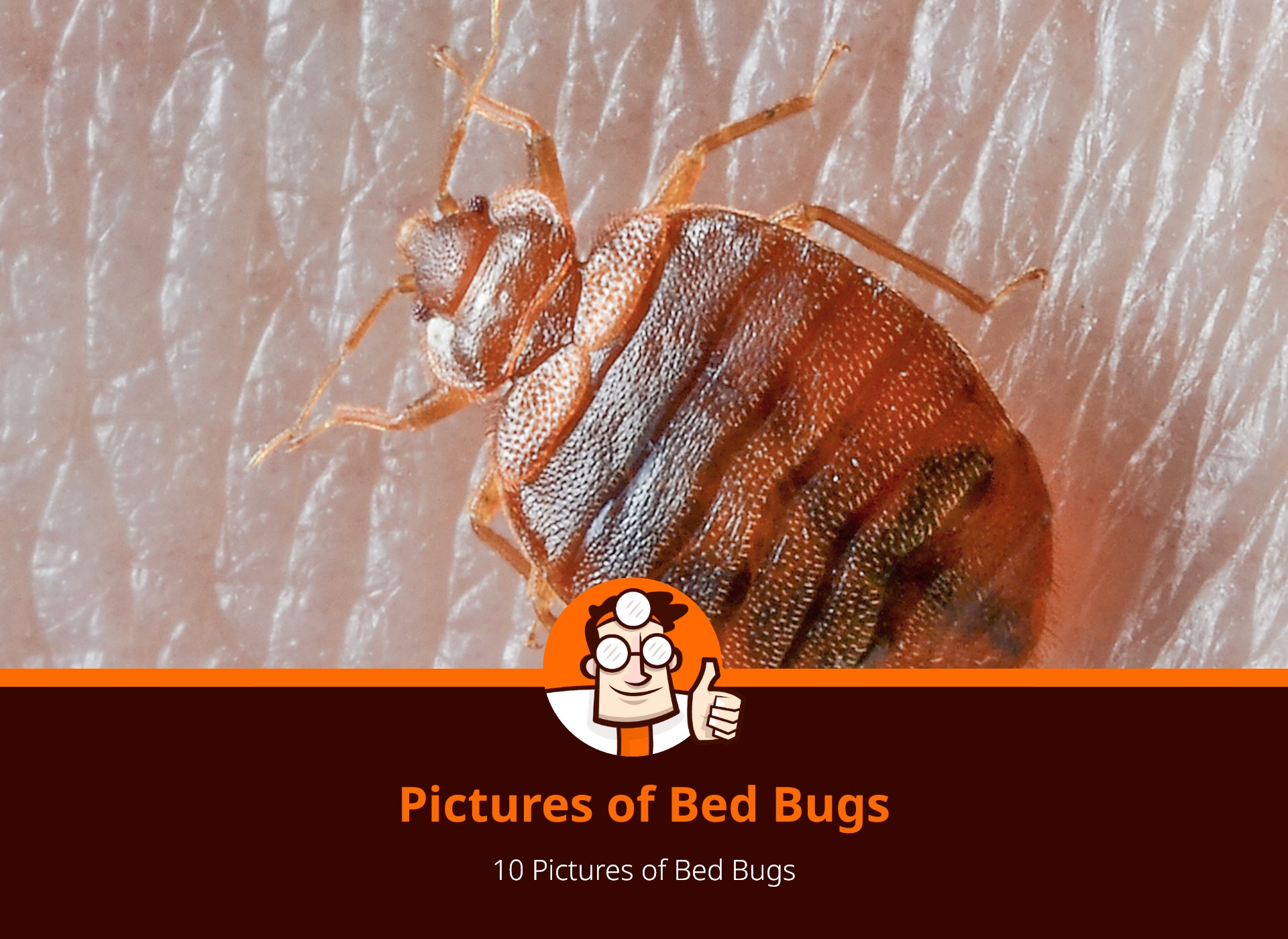 What do Bed bugs look like? 10 Pictures of Bed Bugs DrPest