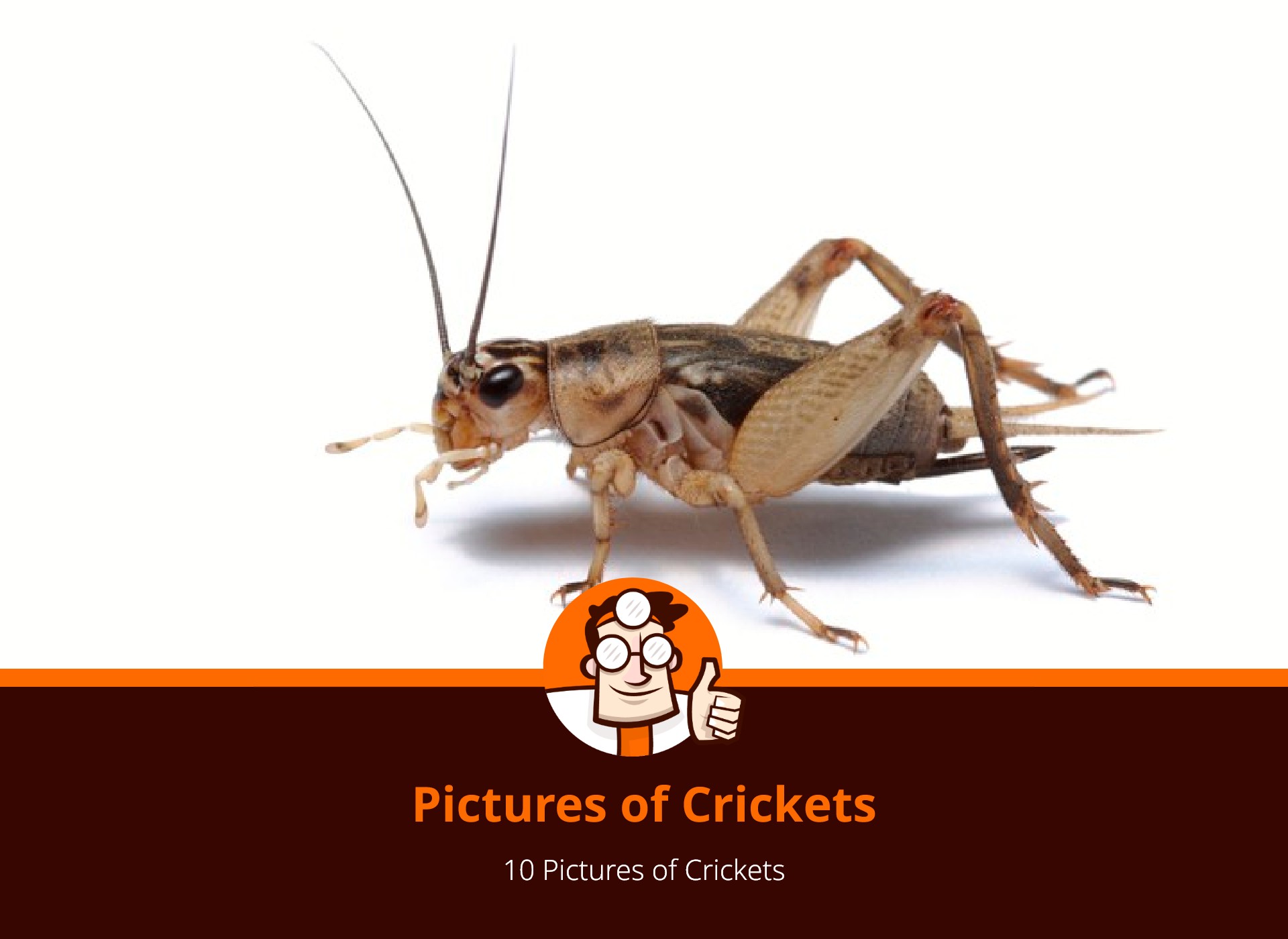 Cricket Problems? 10 Pictures To Identify Them DrPest