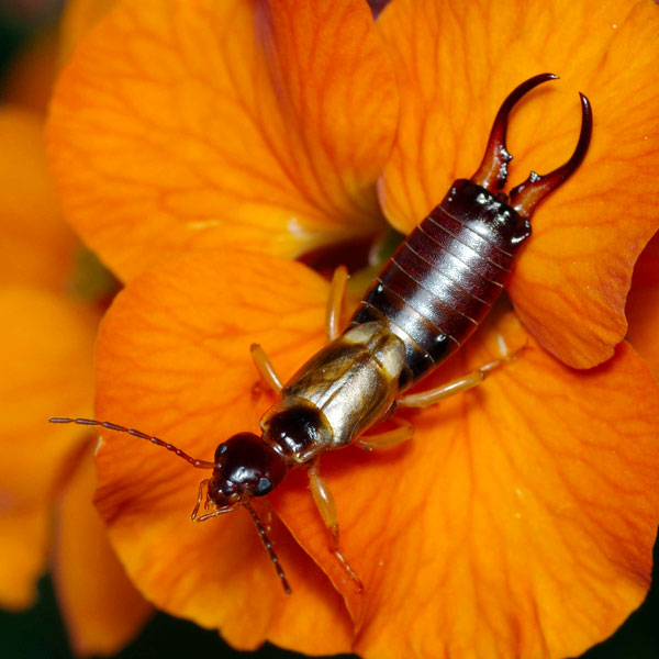 Dealing With Earwigs Earwig Pictures Doctor Pest