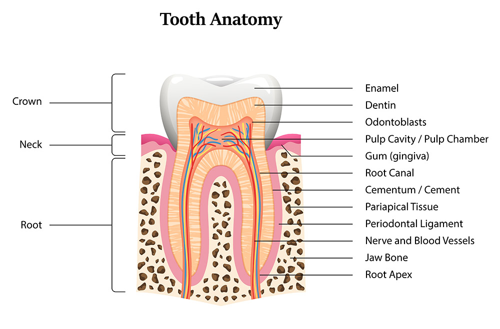 Tooth Anatomy Structure, Parts, Types and Functions Dr. Praveen's Dental