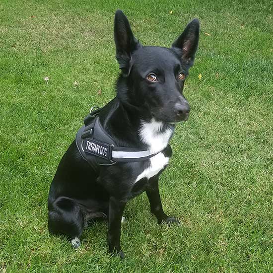 Are Mcnab Dogs Friendly