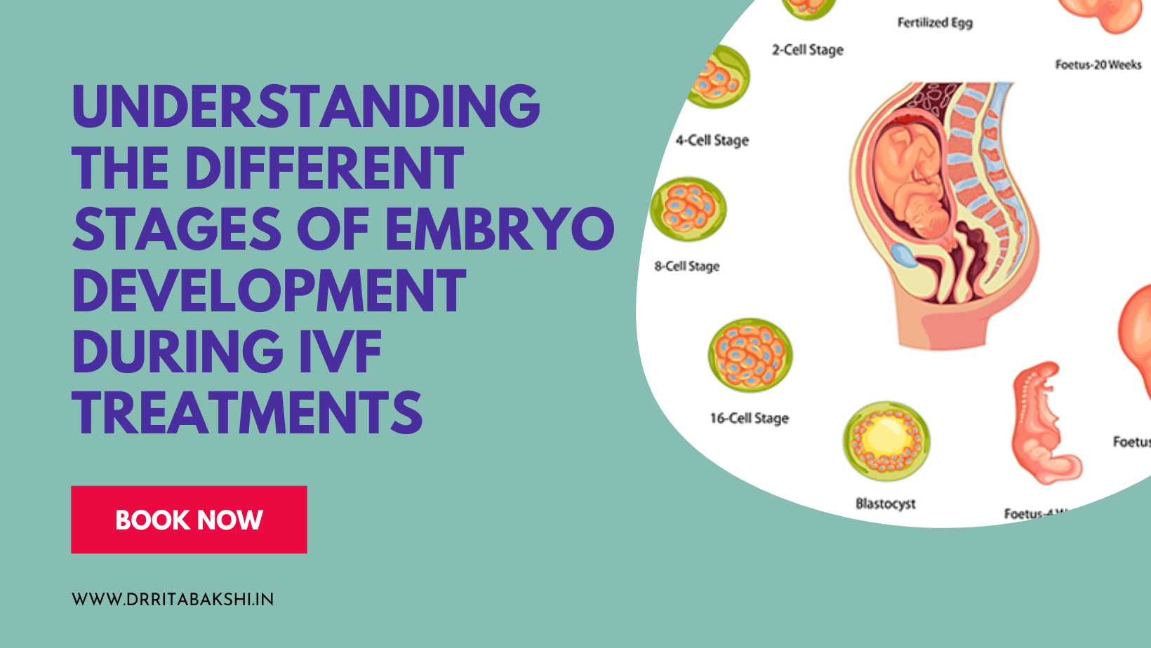 Understanding Stages of Embryo Development Process During IVF