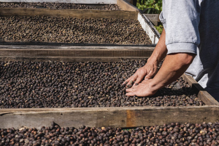 The Surprising Connection Between Coffee and Gut Health