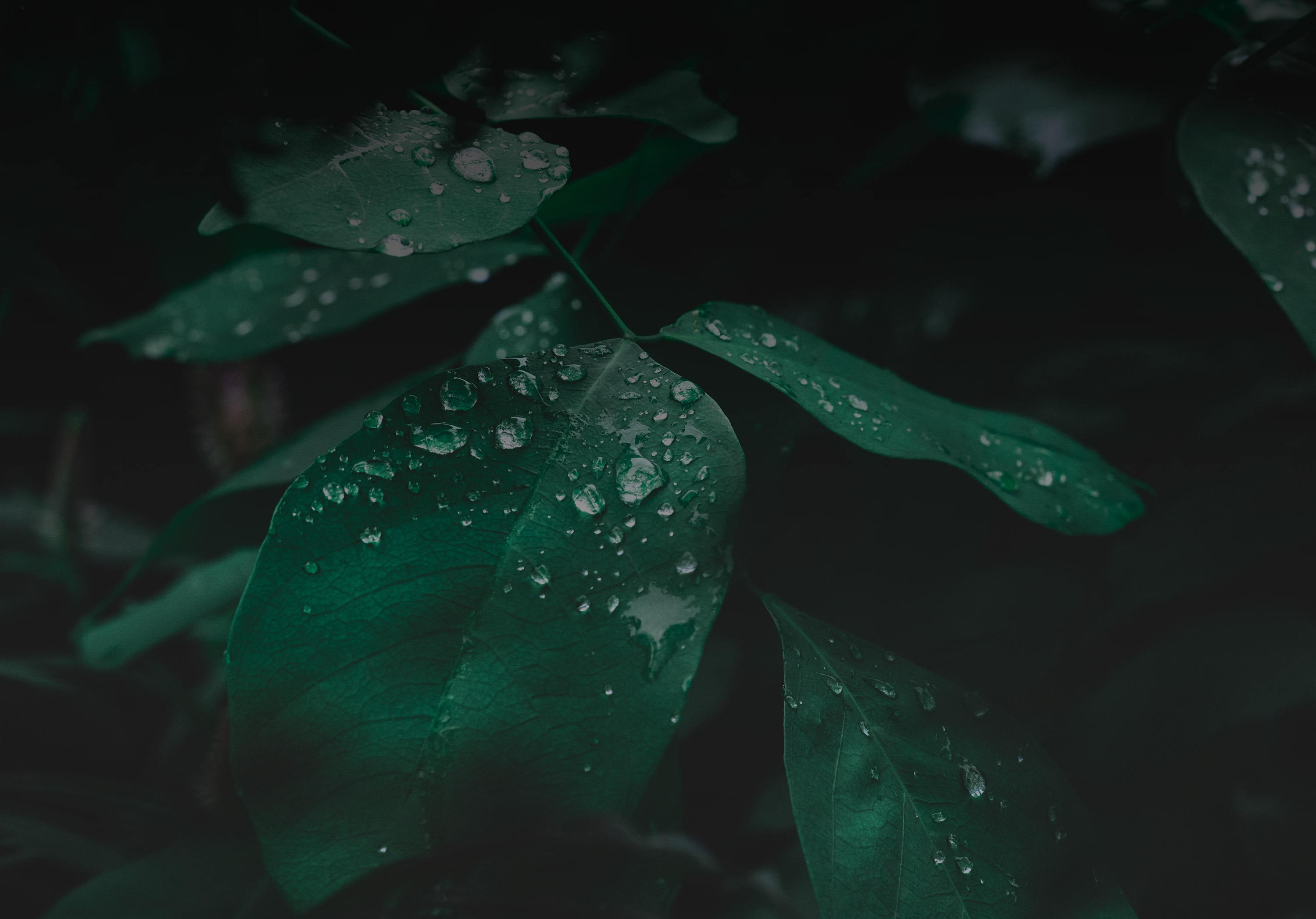 Contact Us Schuler Counselling