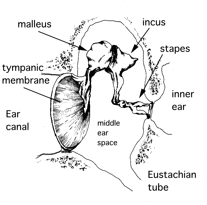 How does your ear work?