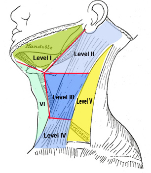 Lymph Nodes - Dr Dharambir S Sethi