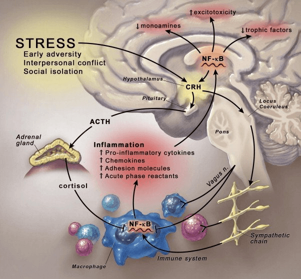 Emotional Stress Causes Cancer and Leads to Earlier Deaths