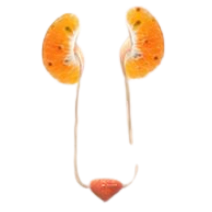 Treatment for Adult’s Kidney Problems Dr. Sourabh Gupta