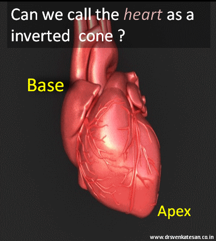 base of the heart | Dr.S.Venkatesan MD