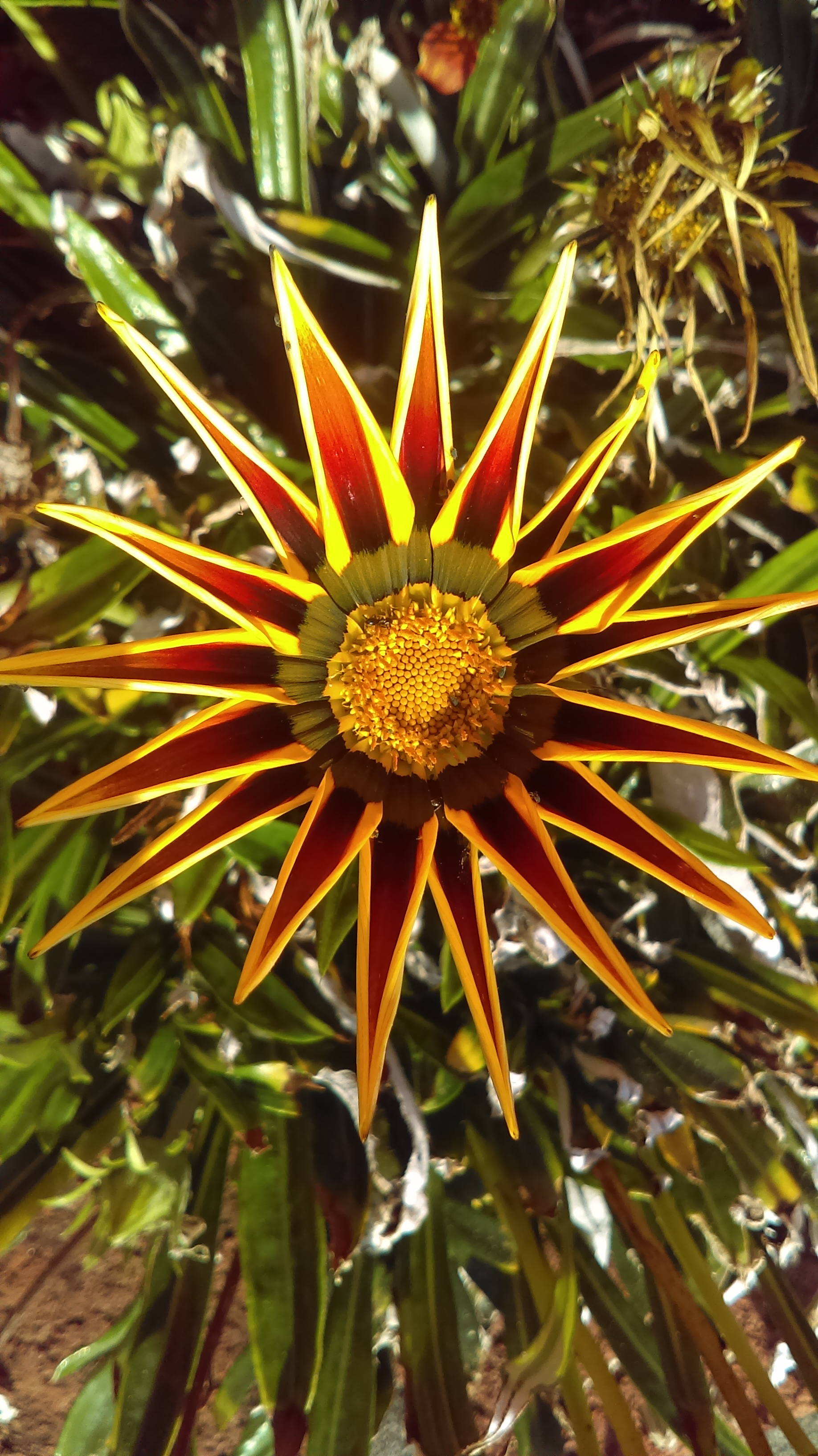 Just when I thought the flowers in my yard looked good Dr. Trudi Pratt