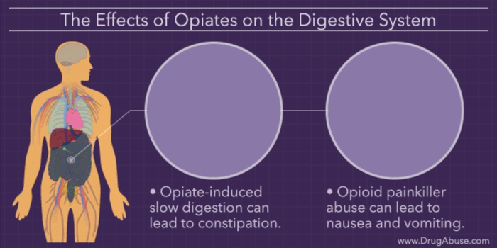 The Effects of Opiates on the Body