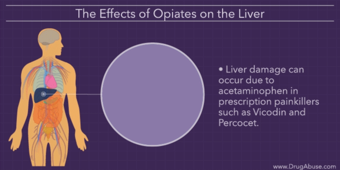 The Effects of Opiates on the Body