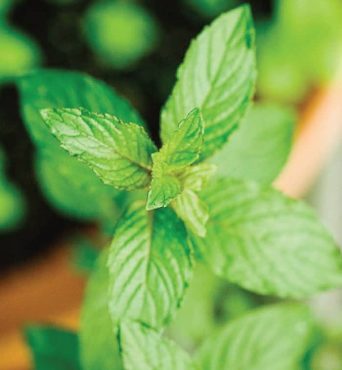 Peppermint (Mentha X piperita) Druid Alchemy