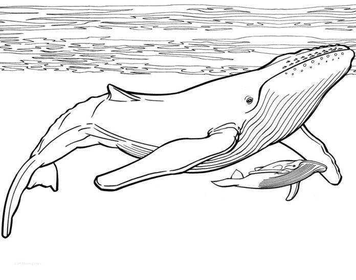 Blue Whale Coloring Pages Printable