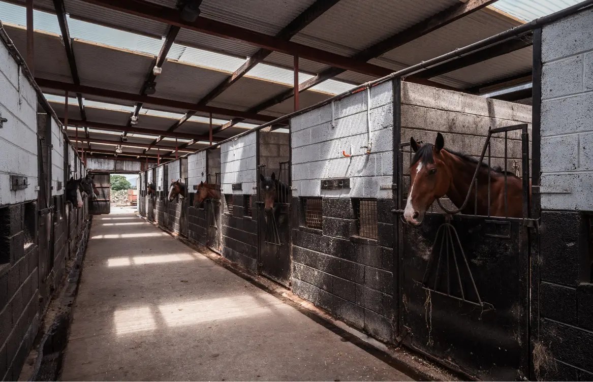 Our Livery Horse Care and Facilities Drummindoo Stud