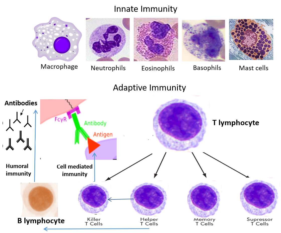 Understanding the Immune System and improving our Immunity