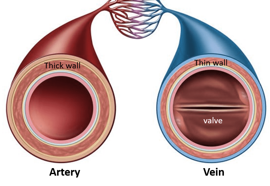 Chronic Venous Insufficiency and Varicose Veins