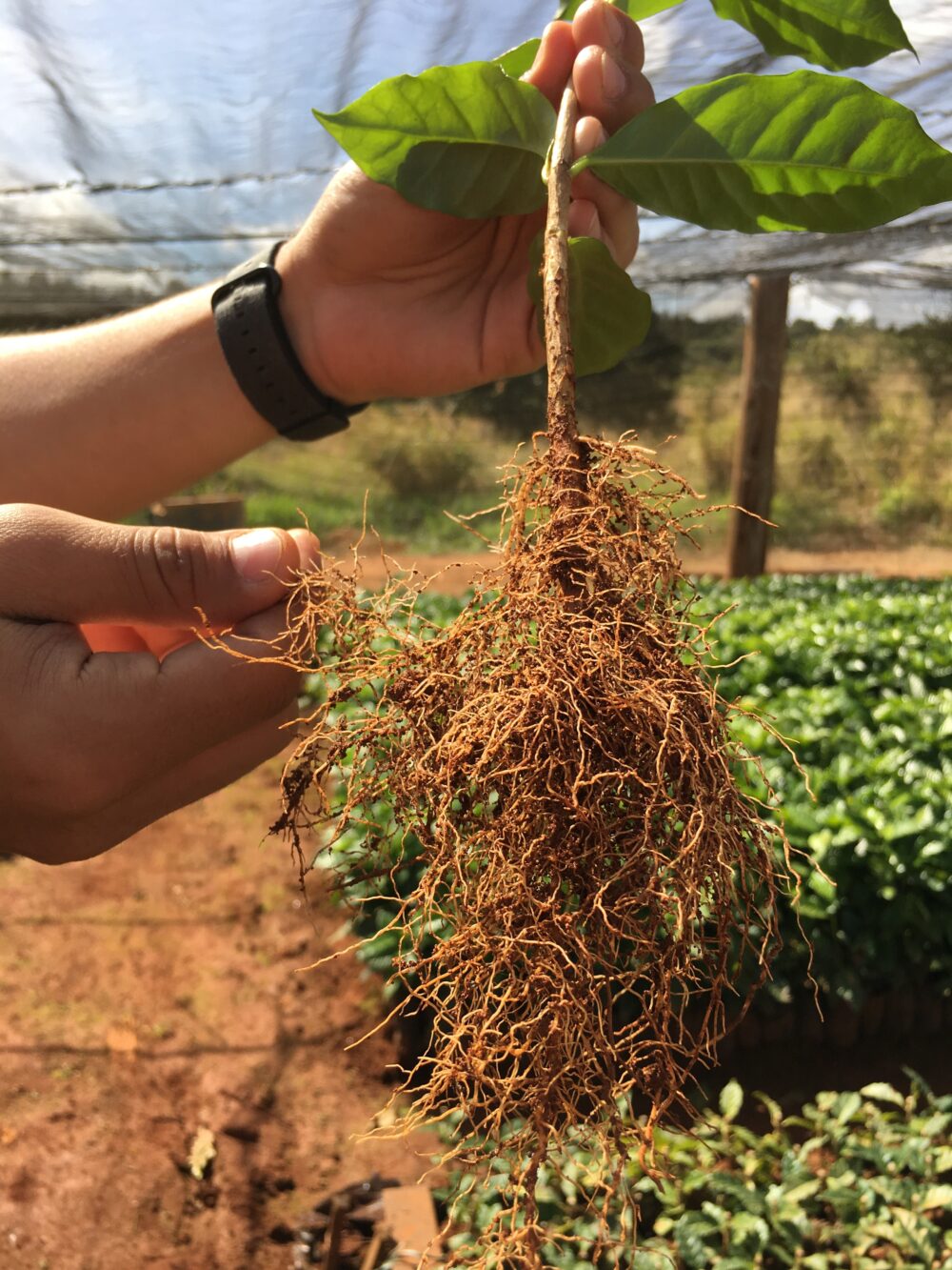 A Coffee Story Growing Green Coffee DRWakefield DRWakefield