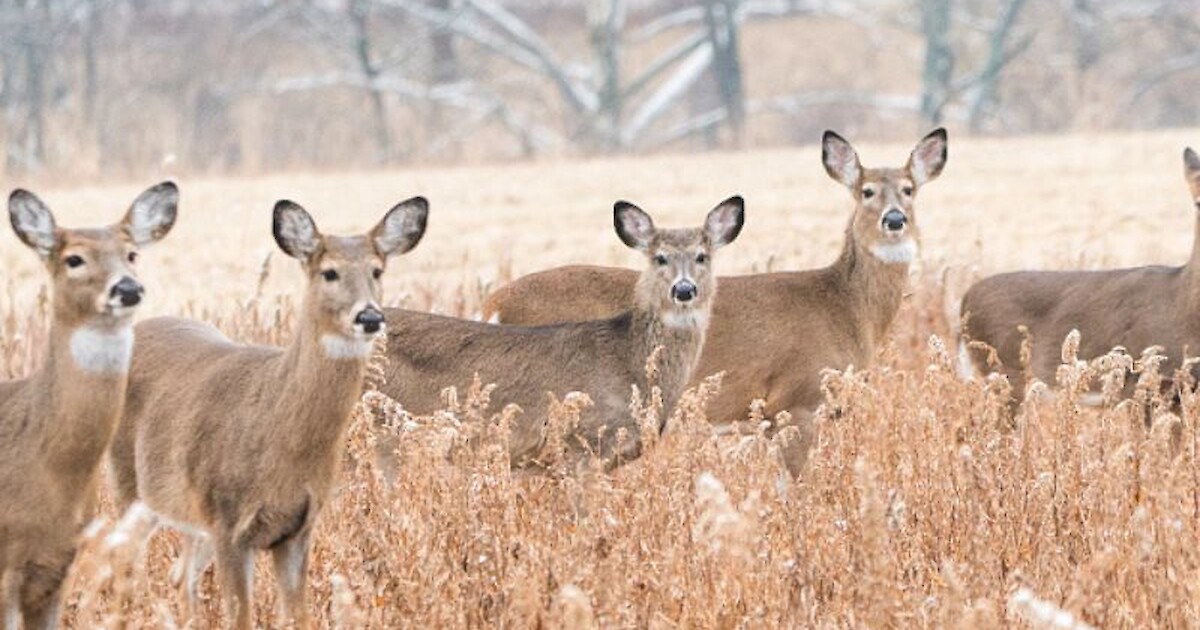 102,347 Deer Were Registered During Wisconsin's Opening Weekend Of 2022
